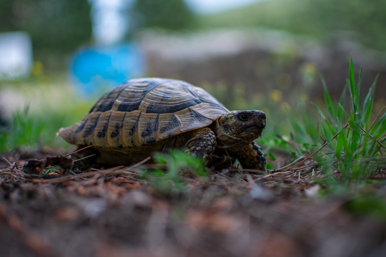 Quels sont les animaux qui vivent le plus longtemps ?